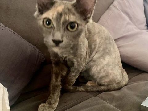 ADORABLE PETITE FEMELLE 3 mois 0 06270 Villeneuve-loubet