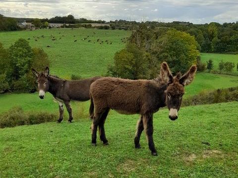 Ane normand 850 72300 Auvers-le-hamon