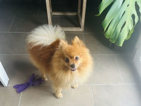 Garde de chien/Dog sitter sur Peymeinade 
20 06530 Peymeinade