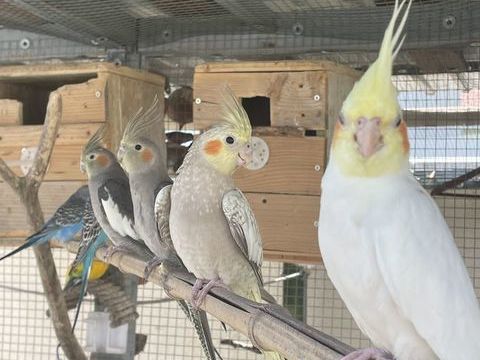 Calopsittes mâles et femelles 30 01000 Bourg-en-bresse
