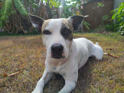 Hanae, Femelle, X Berger, N&eacute;e le 03/11/2023 🐶 380 92000 Nanterre