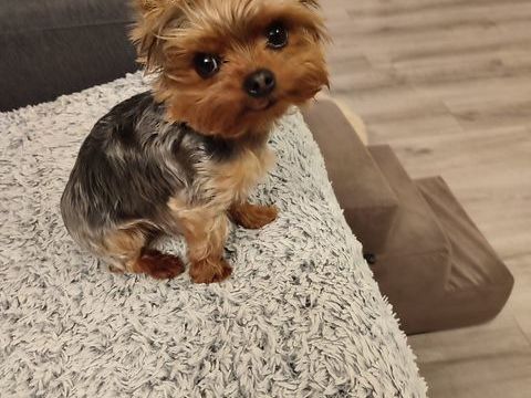 petit male yorkshire disponible pour saillie 250 62620 Barlin