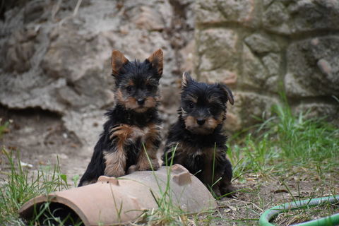 chiot yorkshire femelle 1400 83170 Brignoles