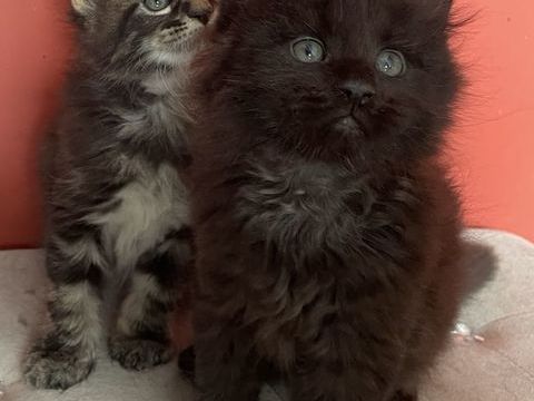 Maine coon 1300 38140 Rives