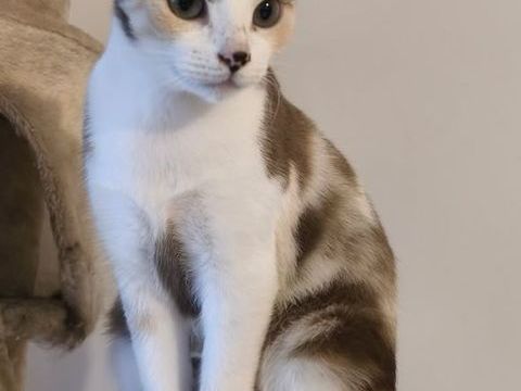 CHANI TRICOLORE 1 AN 1/2 195 92260 Fontenay-aux-roses