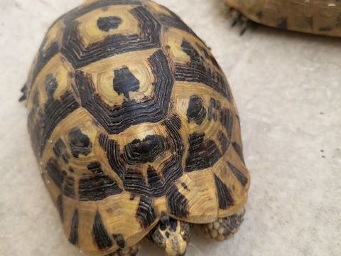 Tortue 200 13700 Marignane