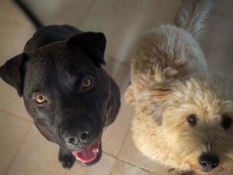 Nounours, m&acirc;le crois&eacute; Cane Corso, n&eacute; le 15/05/2025 🐶 380 45000 Orl�ans