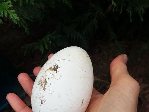 Oeufs d oie  grise de toulouse a consommer 
2 64122 Urrugne