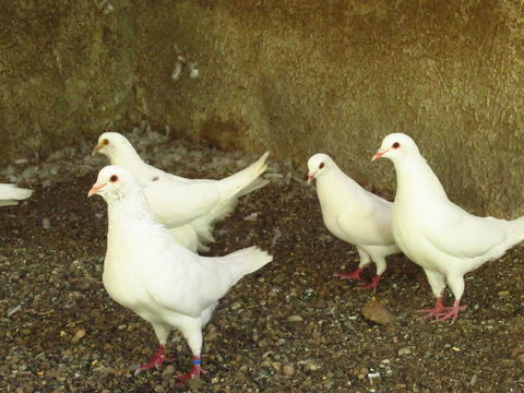 pigeons blancs 15 38230 Tignieu-jameyzieu
