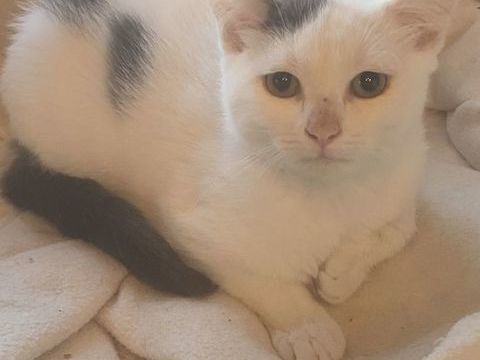 Chaton adorable  280 94800 Villejuif