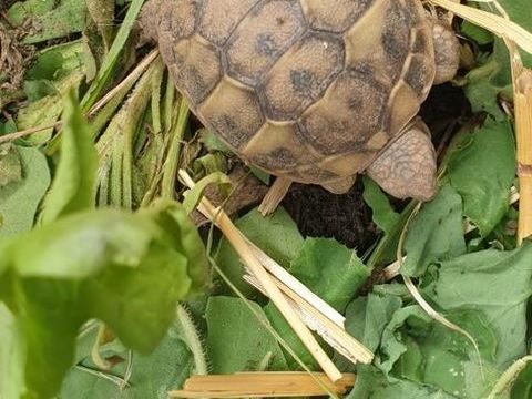 Tortue de terre 40 13390 Auriol