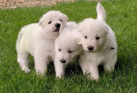 Chiots bergers blancs suisse LOF 1100 35133 Saint-germain-en-coglès