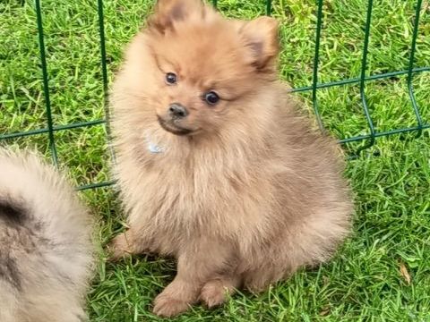 Chiots spitz allemands 1500 71350 Ciel