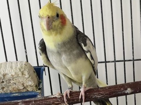 calopsitte 150 79230 Aiffres