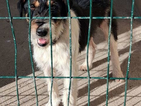 BORIS, fox terrier 4 ans 220 34500 B�ziers