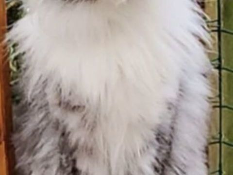 Magnifiques B&eacute;b&eacute;s Maine Coon m&acirc;les Polydactyles Brown 1700 77300 Fontainebleau