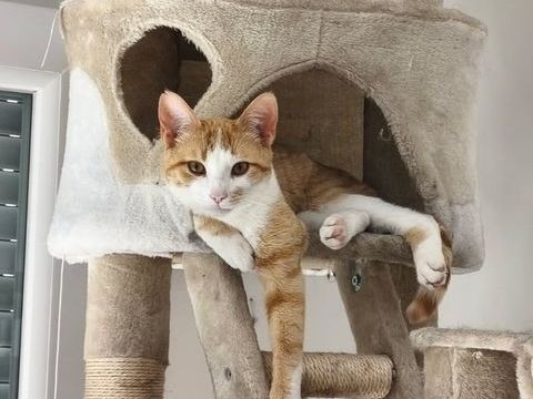 SIROP CHAT CREME ET BLANC 1 AN 1/2 195 92260 Fontenay-aux-roses