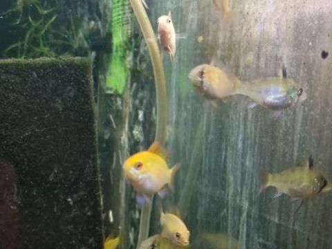 Apistogramma ( microgeophagus)Ramirezi gold et classiques 10 38100 Grenoble