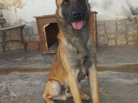 KANT Magnifique Berger belge malinois, 2 ans 315 24140 Douville