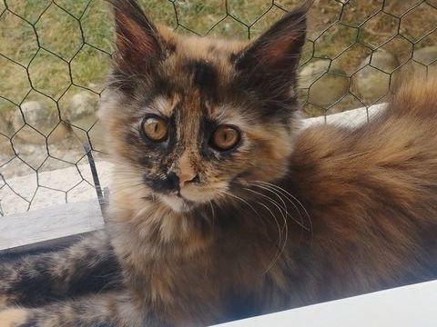 Chatons maine coon LOOF ? 1050 29600 Saint-martin-des-champs