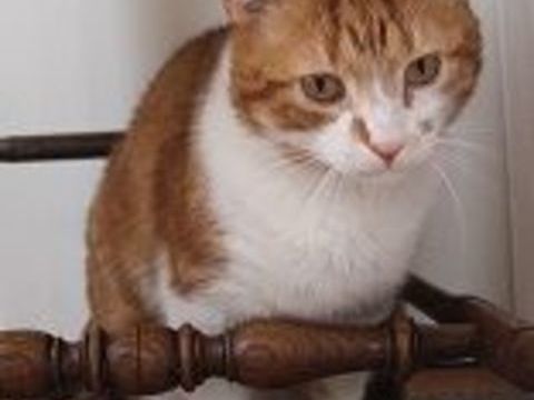 MIOSSEC CHAT TIGRE ROUX 8 ANS 195 92260 Fontenay-aux-roses