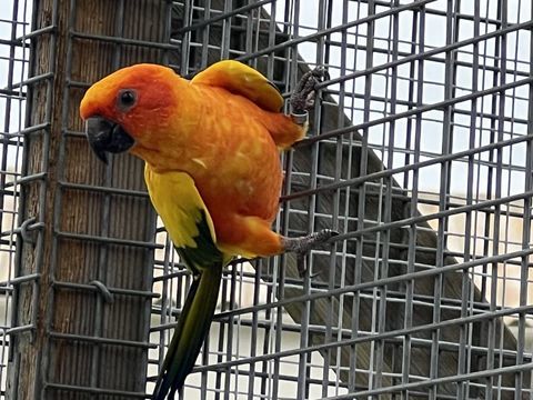 Conure soleil mâle 250 82200 Moissac