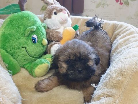 SPLENDIDES SHIH TZU MÂLE ET FEMELLE A RÉSERVER.. 660 86400 Civray
