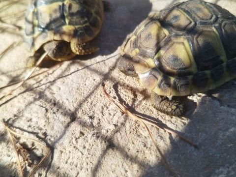 b&eacute;b&eacute;s tortues de terre 35 30320 Marguerittes