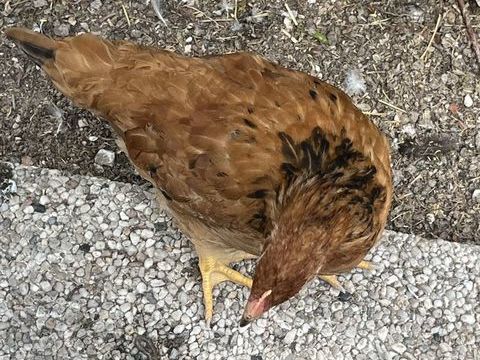 Jeunes poules 12 51430 Tinqueux