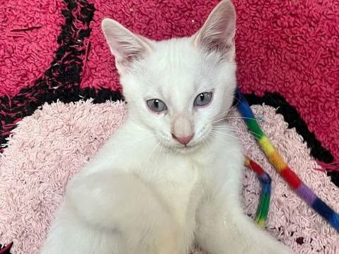 Gaspard un chaton aussi beau que gentil 180 94200 Ivry-sur-seine