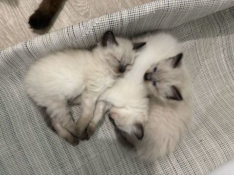Chatons Siamois a r&eacute;serv&eacute; 750 93140 Bondy