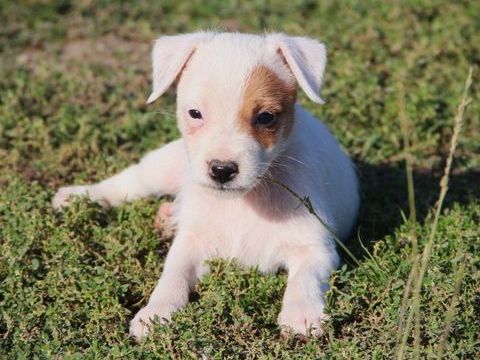 Magnifiques Parson Russel Terrier 900 65500 Vic-en-bigorre