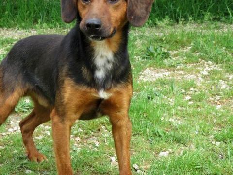 FLIP, petit bout de chien, est à l'adoption! 0 34000 Montpellier