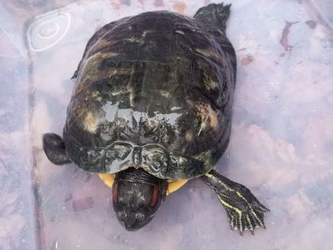 tortue d'eau femelle  100 29000 Quimper