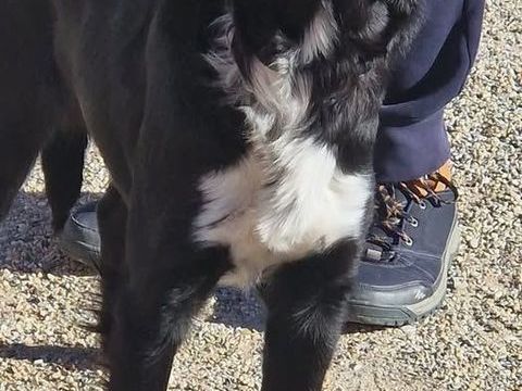Chien LOLA &agrave; l adoption 250 26770 Taulignan