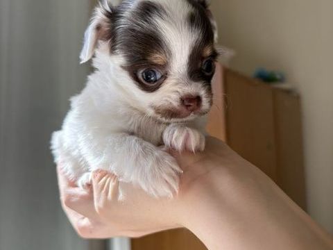 Chiots+chihuahua 1000 66000 Perpignan