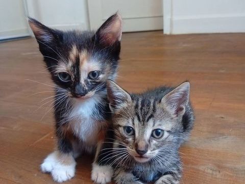 Don chatons de plus de 8 semaines s&egrave;vres 0 24150 Saint-capraise-de-lalinde