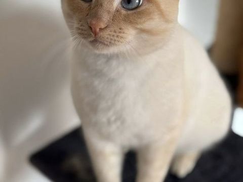 Minou chat roux et cr&egrave;me 200 44350 Gu�rande