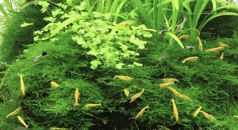 Crevettes jaunes Yellow Neon 30 44120 Vertou