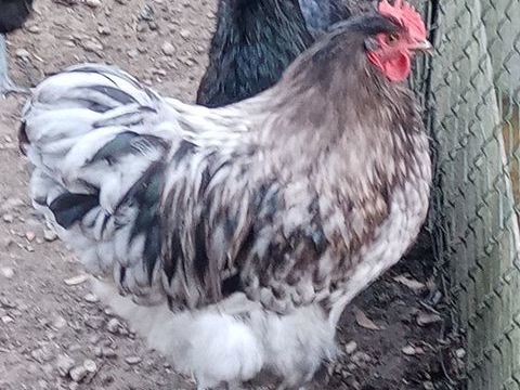 Coq Orpington 10 67230 Benfeld