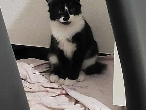 Chat POMPON à l adoption 180 26130 Saint-paul-trois-chteaux