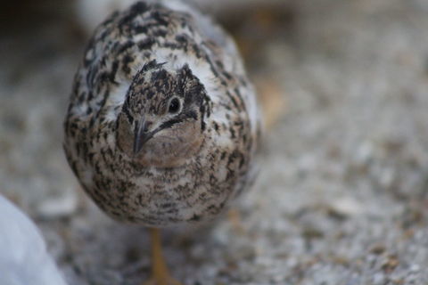 Couple de cailles de chine 15 44130 Notre-dame-des-landes