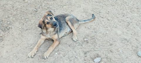 TASIO, adorable chiot de 5 mois 220 24140 Douville