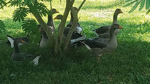 Oies grises 50 01300 Saint-beno�t