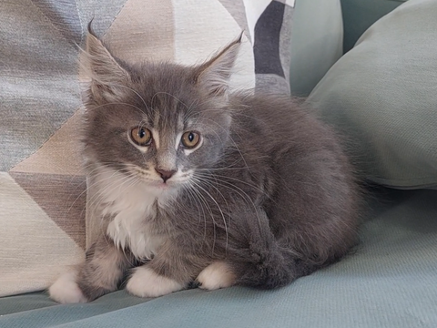 chaton mâle Maine Coon LOOF 950 83000 Toulon