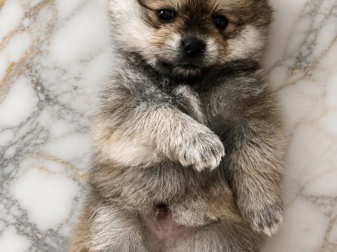 Adorables chiots Pomchi disponibles ???
1300 95310 Saint-ouen-l'aum�ne