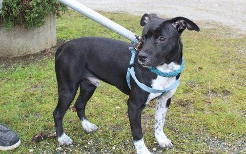 Chien YOSHI &agrave; l adoption 250 47160 Caubeyres