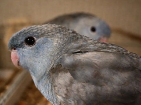 Perruche Catherine plusieurs mutation disponibles 0 31000 Toulouse