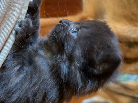 Bonjours , je donne 3 chaton , contre bon soins 10 70190 Boulot