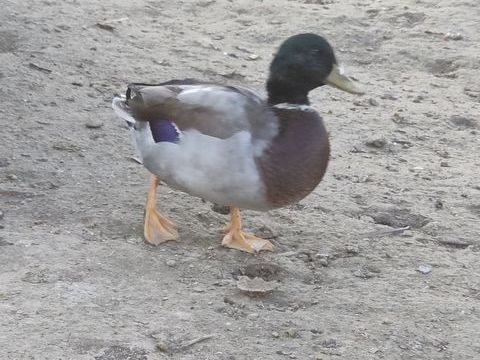 Canard colvert 15 67660 Betschdorf